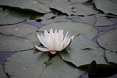 《原神》凯亚和可莉新服装PV 看起来很不错